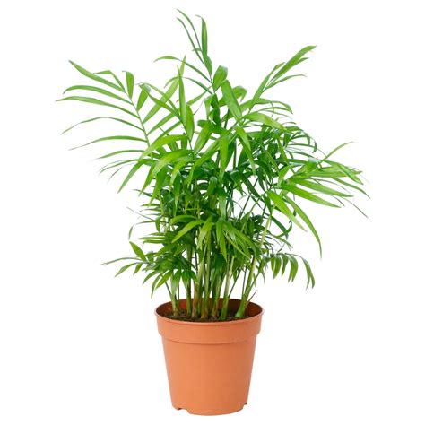 Parlour palm plant. Things To Know About Parlour palm plant. 